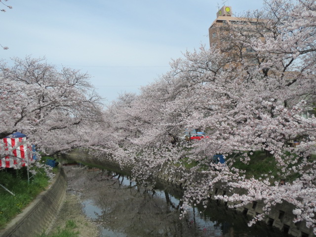 五条川水面の桜・２.JPG