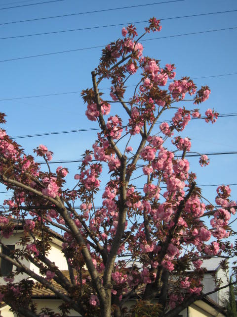 八重桜・１.JPG