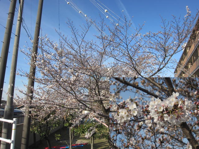 団地の桜・１.JPG