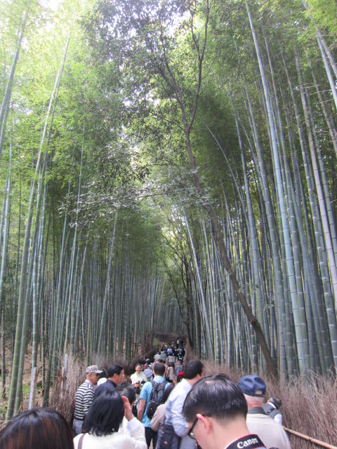 山荘の竹の道・２.JPG