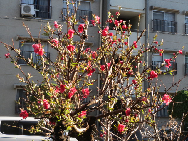 庭の花桃.JPG