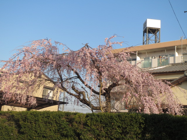 枝垂れ桜・１.JPG