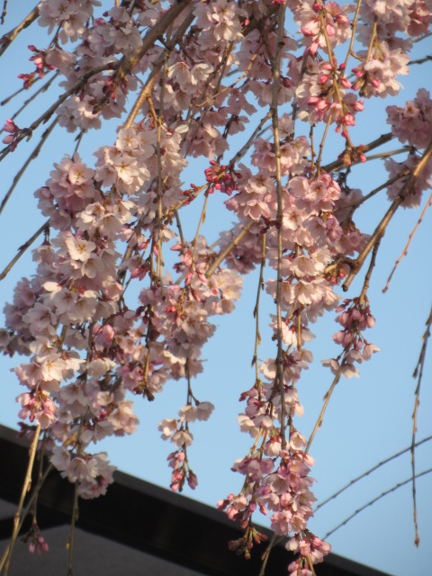 枝垂れ桜・２.JPG