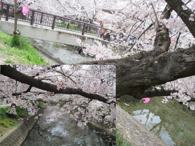 桜の大木.JPG