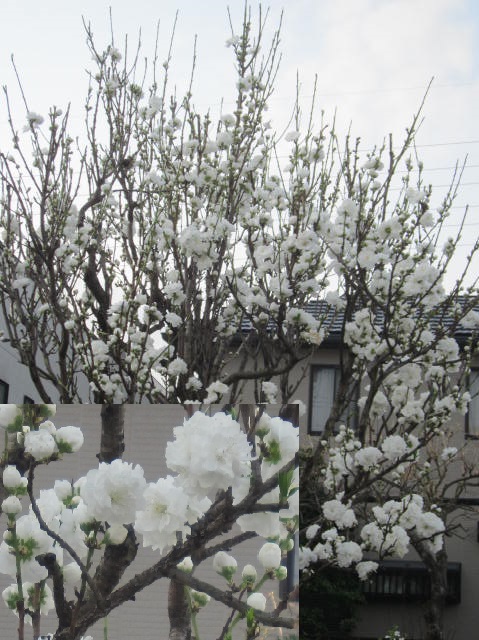 白い花桃・１.JPG