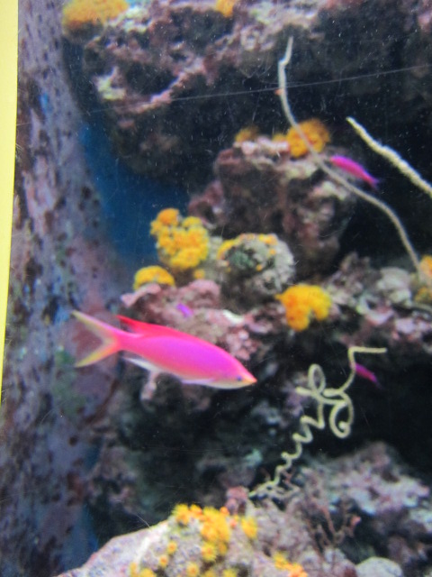 ２・水族館ピンク魚.JPG