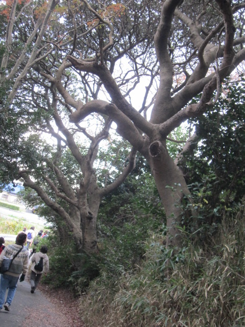 ６１番・高讃寺樹木１.JPG